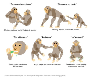 Illustration for article titled Researchers Translate the Meaning of Over 60 Gestures Used by Chimps